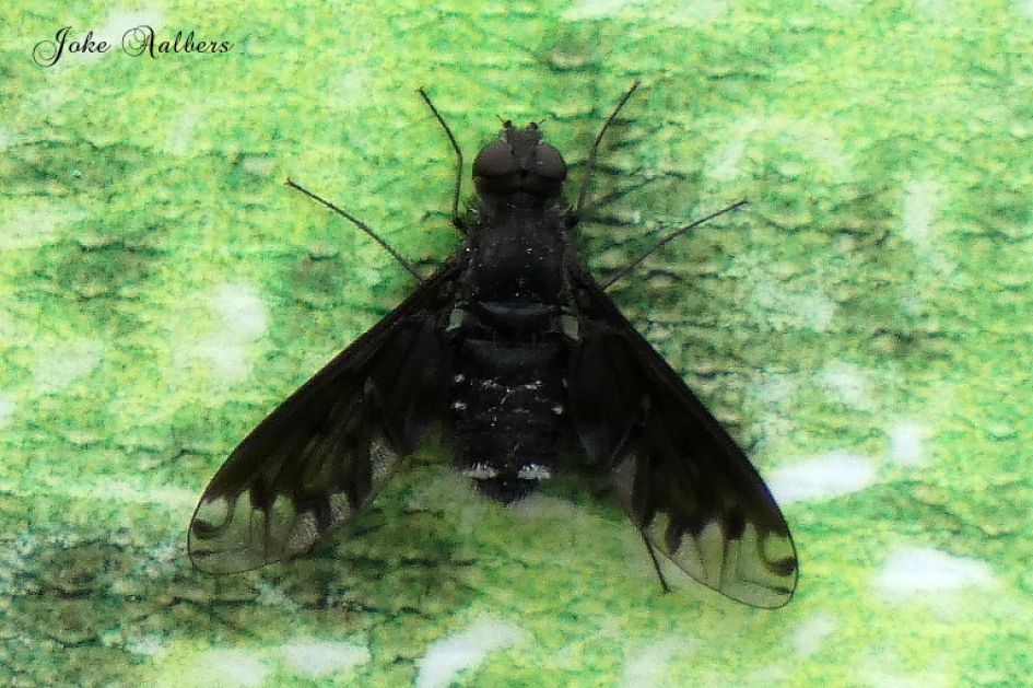 is dit een nachtvlindertje?